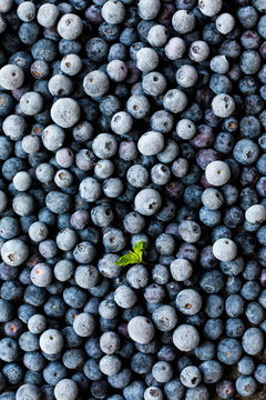 Frozen blueberries