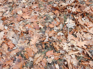dried brown leaves of northern canadian oak on autumn grass
