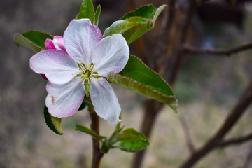 flower in garden