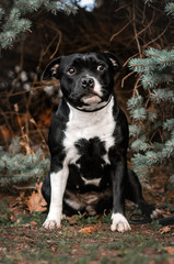 staffordshire bull terrier beautiful portrait magic autumn photo shoot cute dog