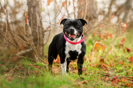 staffordshire bull terrier beautiful portrait magic autumn photo shoot cute dog
