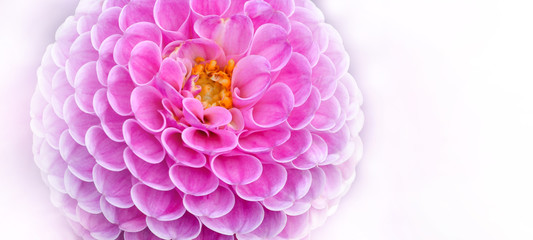 Close up of beautiful blooming pink dahlia isolated on white background
