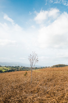 Small lonely tree in a field