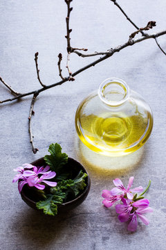 Geranium Plant Oil