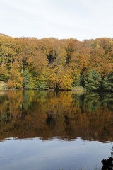 autumn trees reflected in water