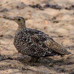 Double-banded Sandgrouse in the Kavango Region of Namibia