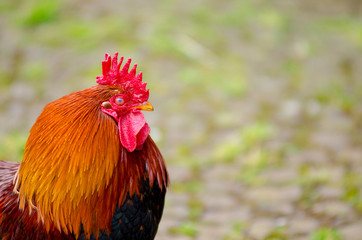 Domestic rooster colorful natural habitat organic