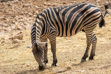 Fototapeta na wymiar Zebra eating in steppe with bird on backin Aitana Safari park in Alicante, Comunidad Valenciana, Spain.