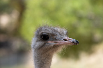Ostrich en marcha in Aitana Safari park in Alicante, Comunidad Valenciana, Spain.