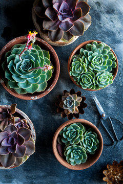 Green, grey and purple succulents planted in rusty pastry baking tins and terracotta planters