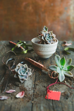 Planting Succulents in planter for a gift