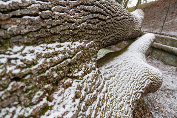 Frisch gefallener Schnee auf Bäumen