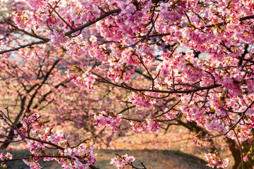 河津桜 / Kawazu Sakura