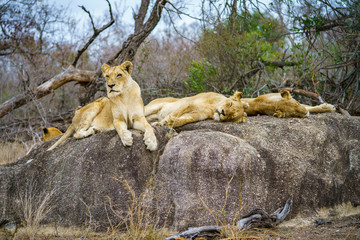 lions posing on a rock in kruger national park, mpumalanga, south africa 122