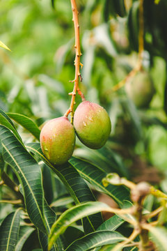 Two mangoes with raindrops growing on a tree