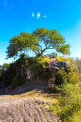 Fototapeta na wymiar árvore com folhas verdes e céu azul em cima de uma colina