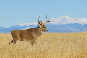 Whitetail Deer - an environmental portrait of a buck against a backdrop of the Rocky Mountains (not photoshopped)