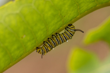 Monarch Caterpillar with Rain Drops