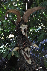 skull on tree