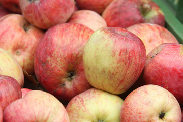 Bioäpfel