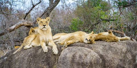lions posing on a rock in kruger national park, mpumalanga, south africa 152