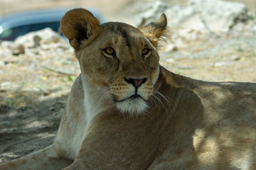 Lions in Aitana Safari park in Alicante, Comunidad Valenciana, Spain.