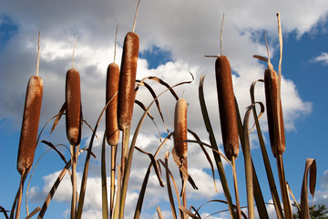 reeds on blue sky with clouds © vladimir kondrachov