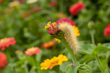 Spiky White Caterpillar