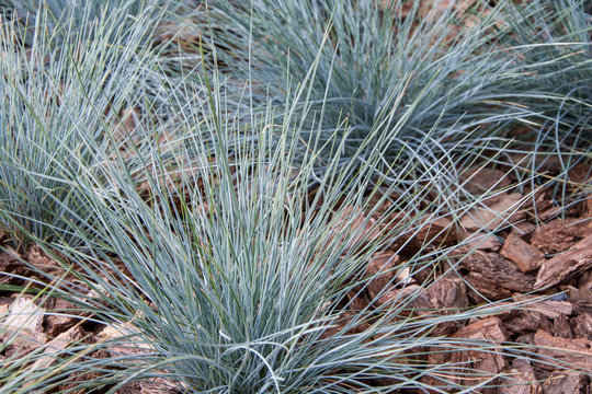 Fescue blue or gray grows among the fine bark of a coniferous tree.