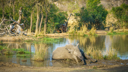 white rhino at a pond in kruger national park, mpumalanga, south africa 11