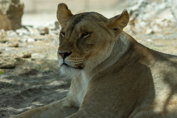 Lions in Aitana Safari park in Alicante, Comunidad Valenciana, Spain.