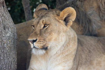 Fototapeta na wymiar Lions in Aitana Safari park in Alicante, Comunidad Valenciana, Spain.