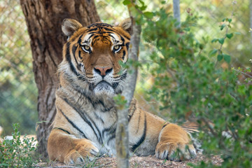 Tiger in Aitana Safari park in Alicante, Comunidad Valenciana, Spain.