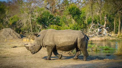 Obraz premium white rhino at a pond in kruger national park, mpumalanga, south africa 81