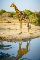 Obraz premium giraffe in kruger national park, mpumalanga, south africa