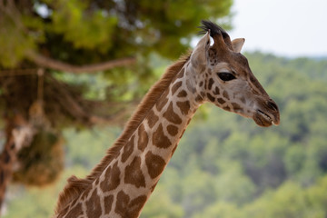 Giraffe in Aitana Safari park in Alicante, Comunidad Valenciana, Spain.