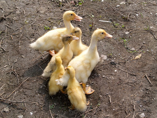 Saxony Ducklings