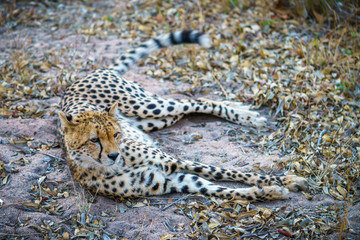 cheetah in kruger national park, mpumalanga, south africa