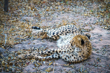 cheetah in kruger national park, mpumalanga, south africa