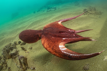 giant octopus dofleini in the water column