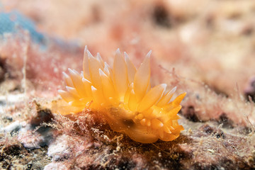nudibranch dirona pellucida on the stone 
