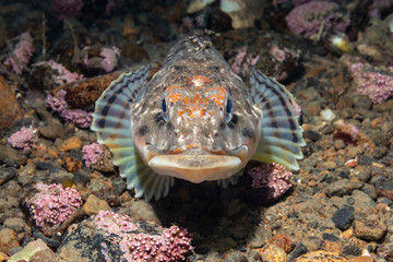 Sculpin between stones at the bottom