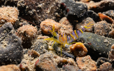 Candy stripe shrimp between stones at the bottom
