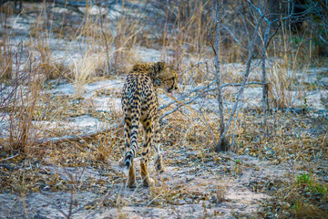 cheetah in kruger national park, mpumalanga, south africa