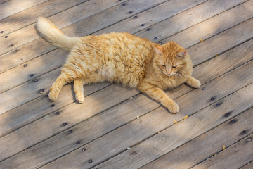 street cat homeless animal theme portrait laying on outdoor wooden deck floor background - Powered by Adobe