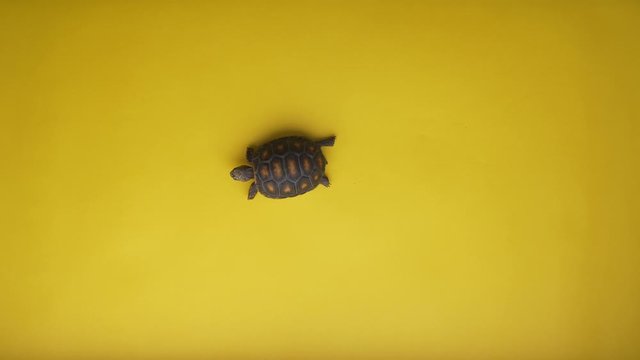 Small Land Turtle Walking Alone in a Yellow Background