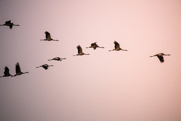 cranes flying over sky at sunrise