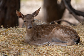 Deer in Aitana Safari park in Alicante, Comunidad Valenciana, Spain.