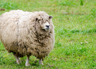 Sheep with black face in summer organic farm