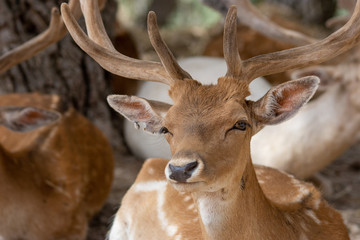 Deer in Aitana Safari park in Alicante, Comunidad Valenciana, Spain.